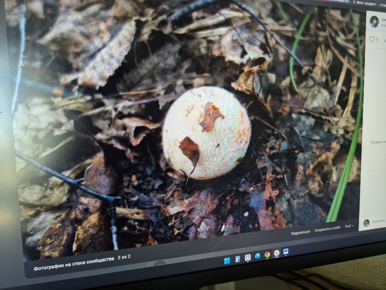 В Пензе нашли весёлку: гриб с репутацией любовного зелья и мистическим прошлым