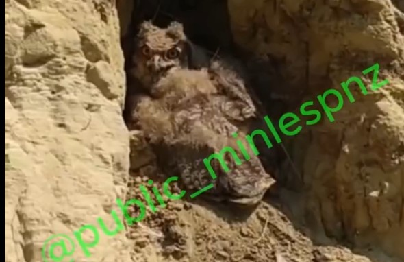 Редкие филины облюбовали Тамалинский район