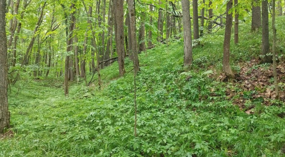 Археологи нашли в Пензенской области бронебойный наконечник стрелы XI-XIII веков