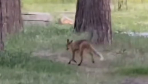 Дикий гость: лиса разгуливает по двору в Заречном