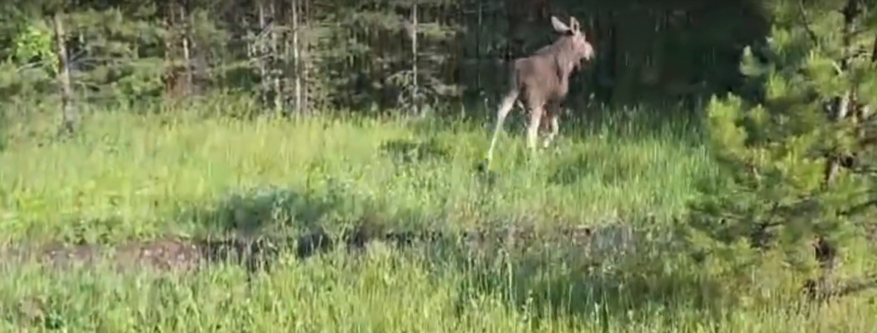 Заблудившегося лося в Кузнецке вернули в лес