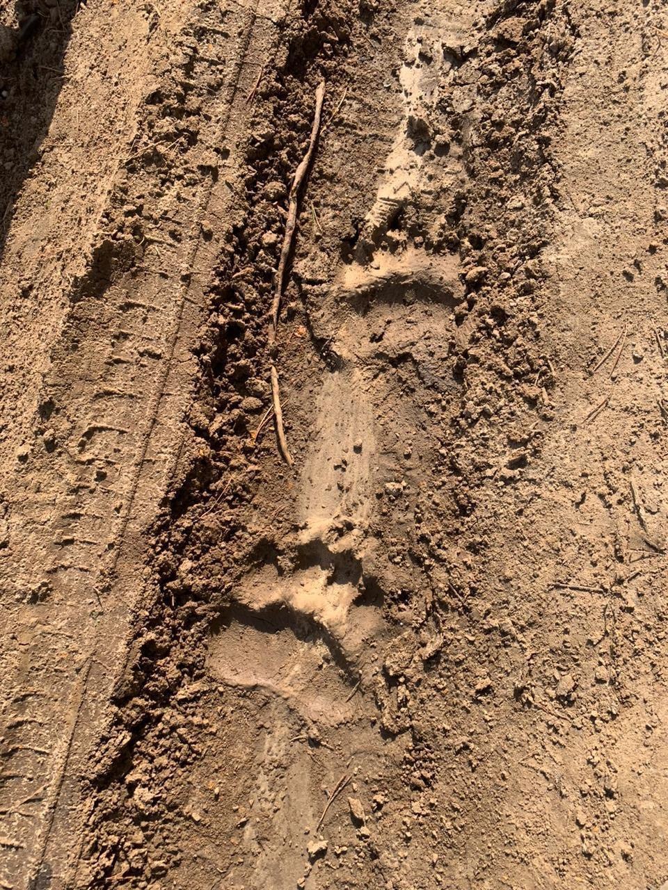 Внимание, медведи: Минлесхоз предупреждает жителей Никольского района