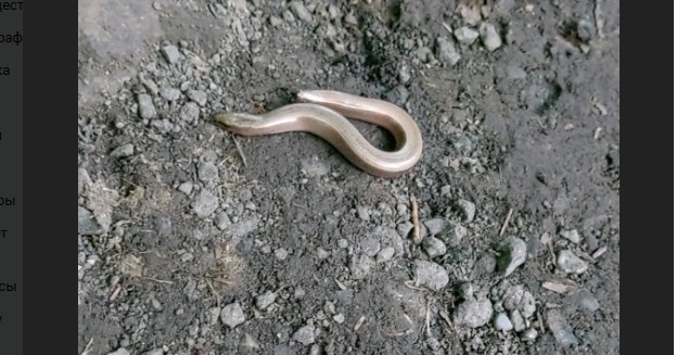 Пензенцы продолжают уничтожать безногих ящериц, принимая их за змей