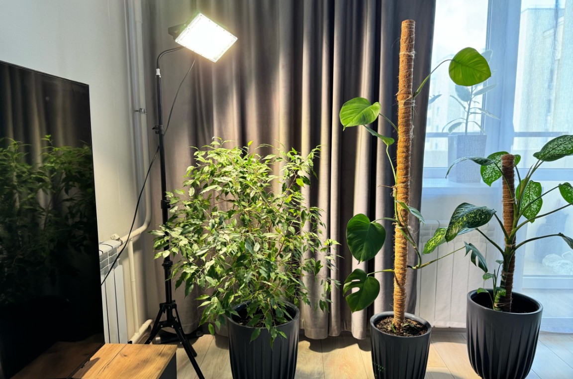 В Пензенской области ребенок пострадал от сока комнатного растения