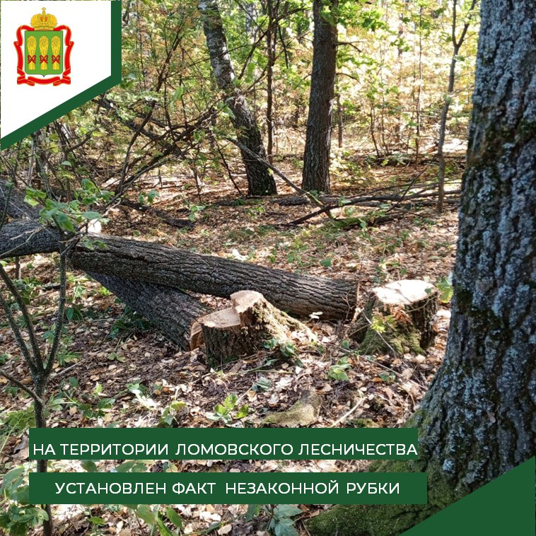 В Пензенской области незаконно вырубили два дуба