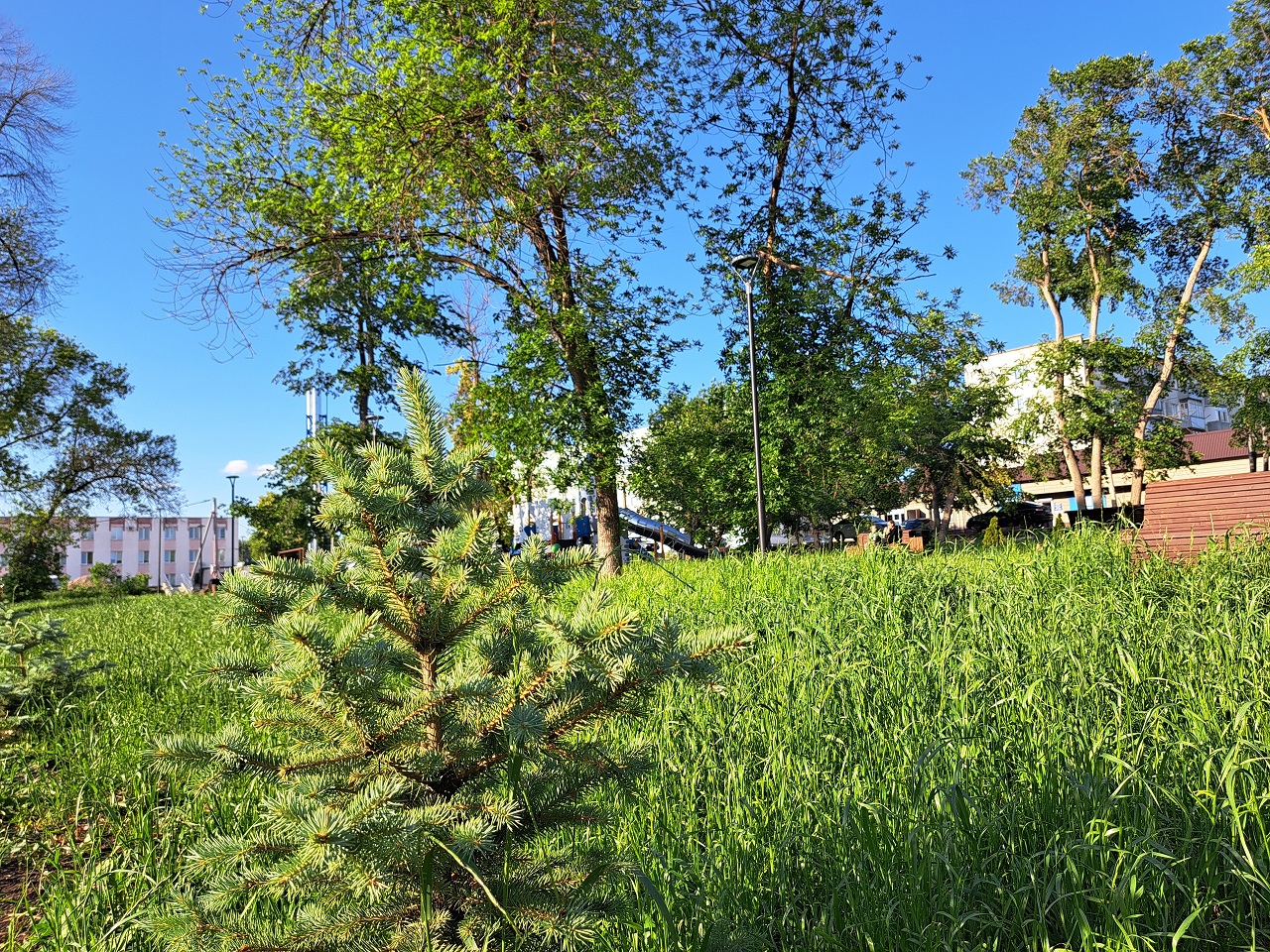 Сердобск расцвел: в городе высажено более 3 тысяч растений