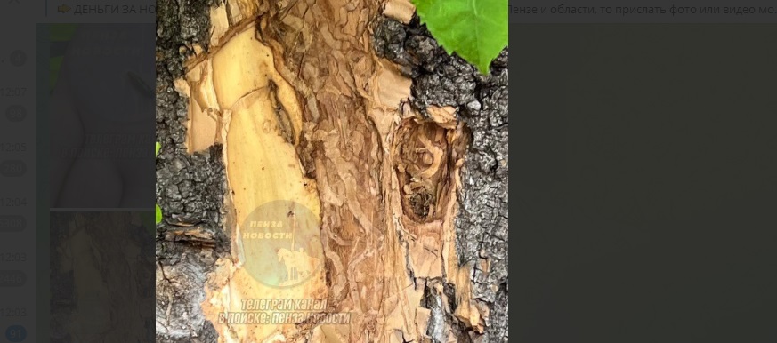 Пензенский энтомолог: этот жук-убийца превращает пензенские деревья в сухостой