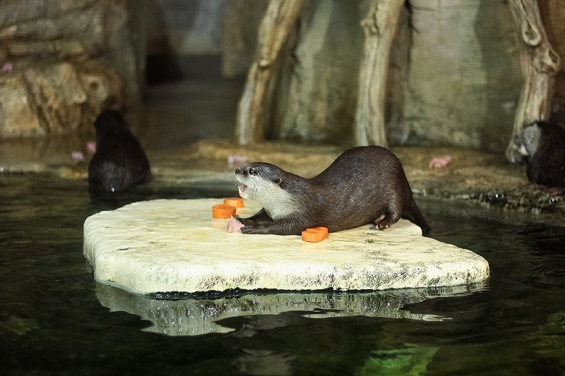 Рейтинг гурманов: в пензенском океанариуме назвали животных с тонким вкусом