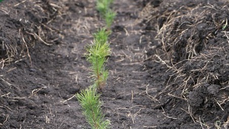 в Пензенской области высадили сотни гектаров леса