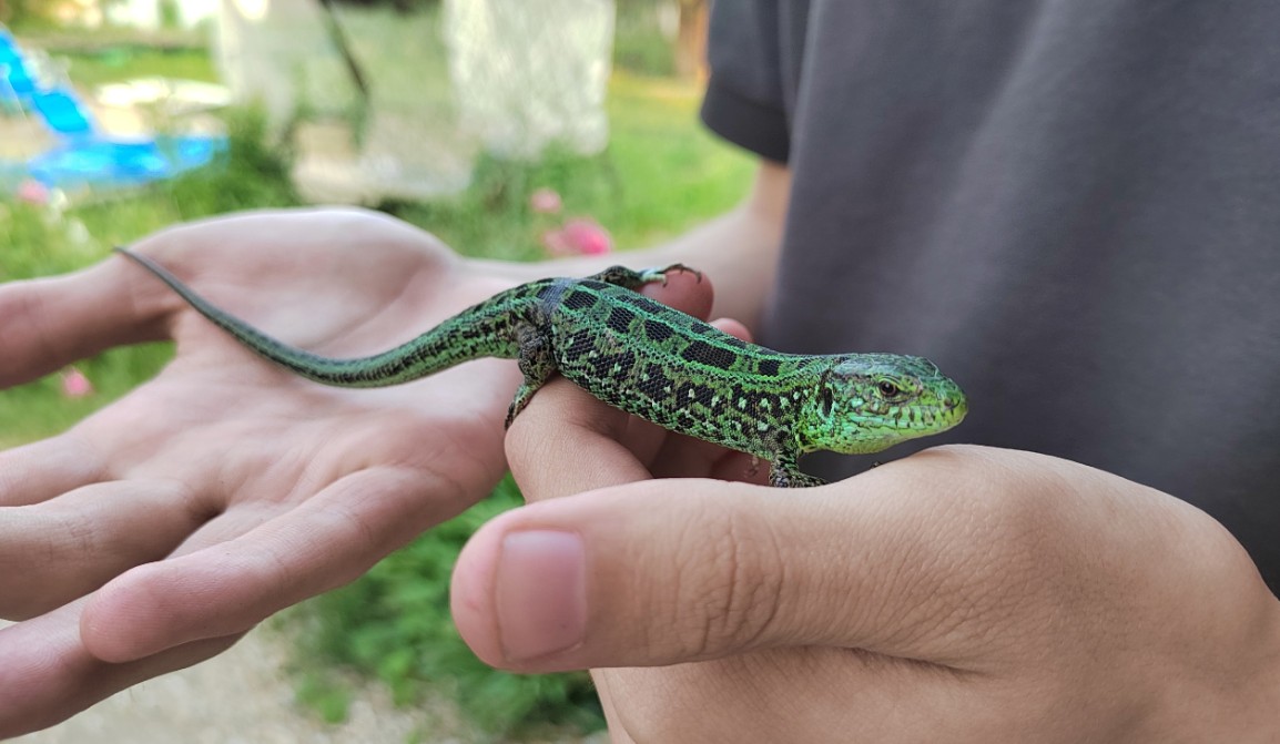 Клещи и паразиты на коже: почему пензенцам не стоит трогать ящериц
