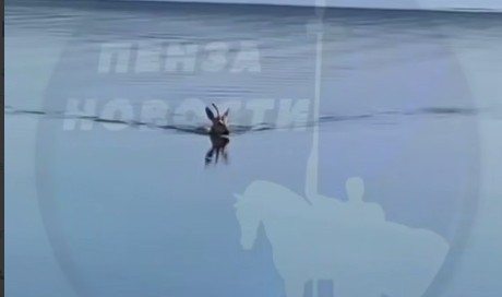 Косуля-пловец удивила рыбаков в Пензенской области