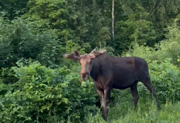 Численность животных в охотничьих питомниках Пензенской области выросла на 24%