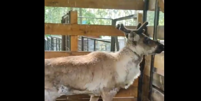 Пензенский зоопарк пополнился зеброй и северным оленем