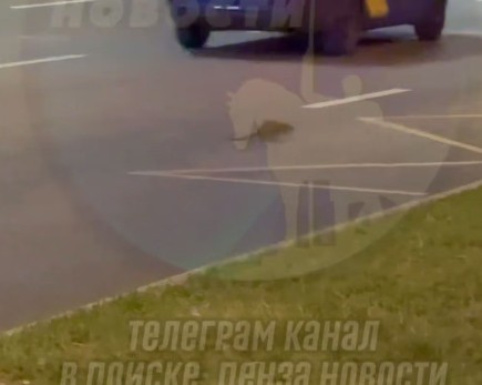 Гигантское животное похожее на крысу напугало жителей Запрудного в Пензе