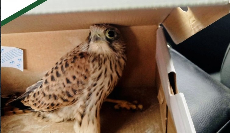 К пензячке на балкон залетела хищная птица: как реагировать на таких гостей