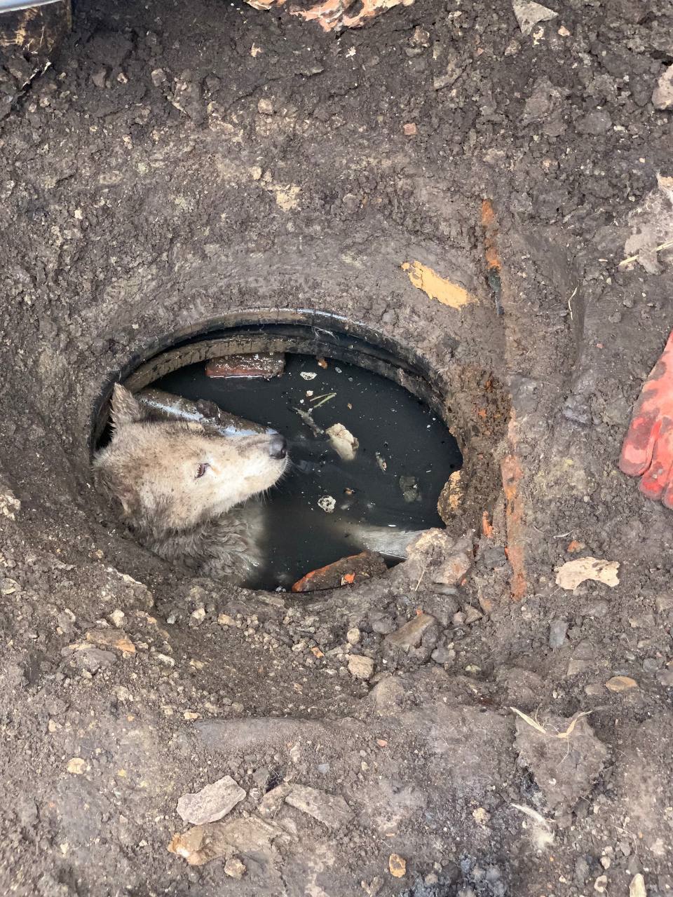 Упал в сточный колодец: в Пензе спасатели пришли на помощь домашней собаке