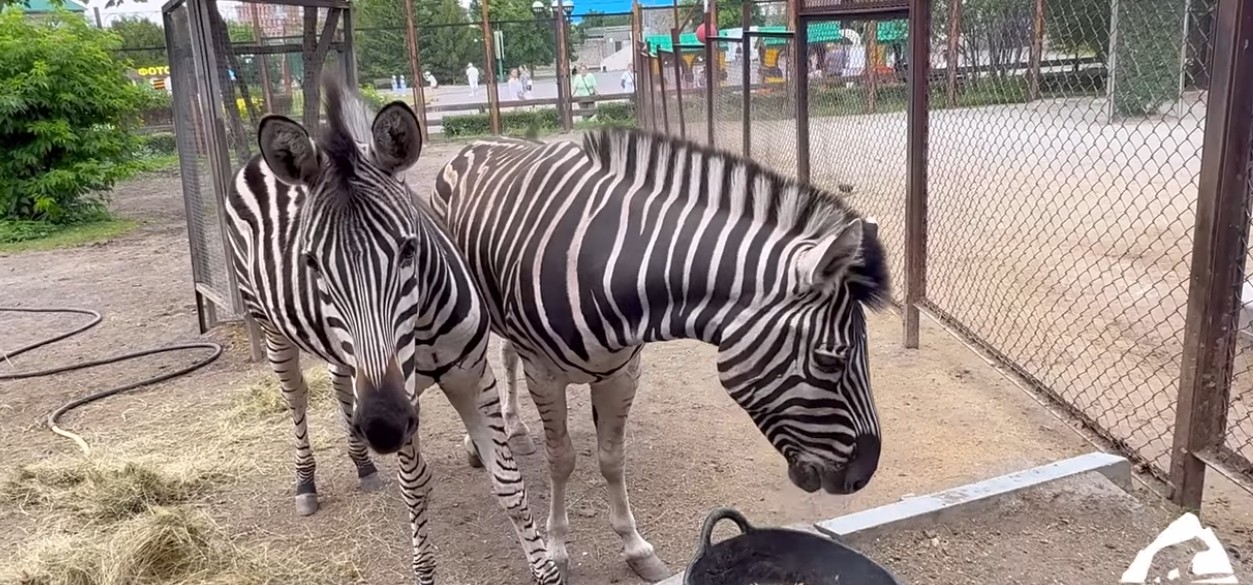 Зебра и олень из Челябинска переезжают в Пензенский зоопарк
