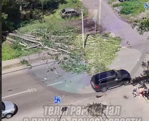 В Пензе сильный ветер повалил дерево, оборвав провода