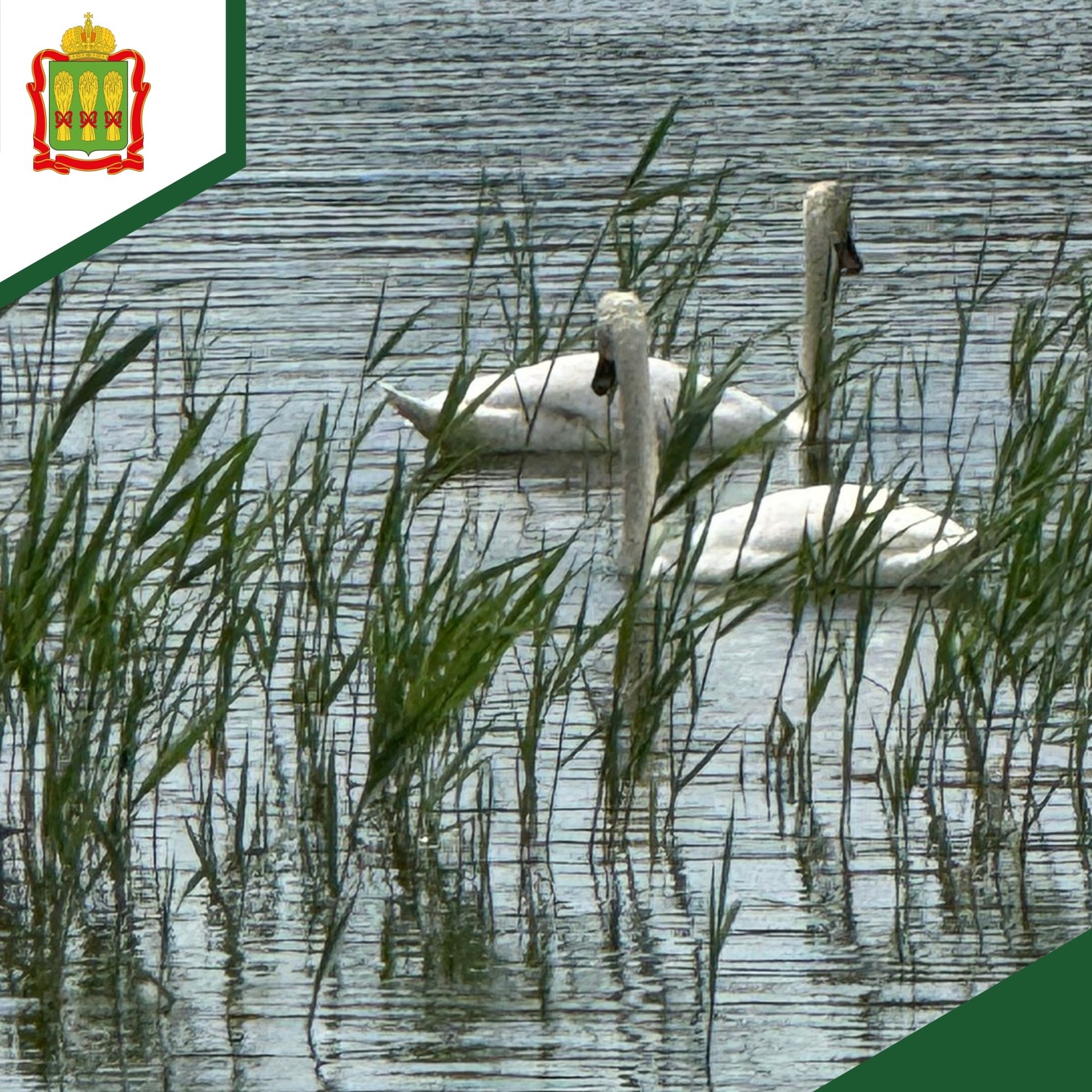 Где в Пензенской области полюбоваться лебедями