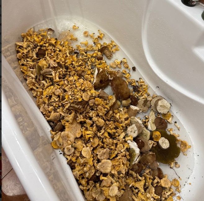 Ванна грибов: Пензенские любители «тихой охоты» хвастаются трофеями