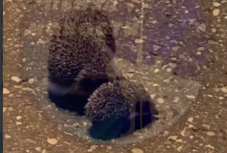 Милое семейство ежей замечено на улице Московской в Пензе