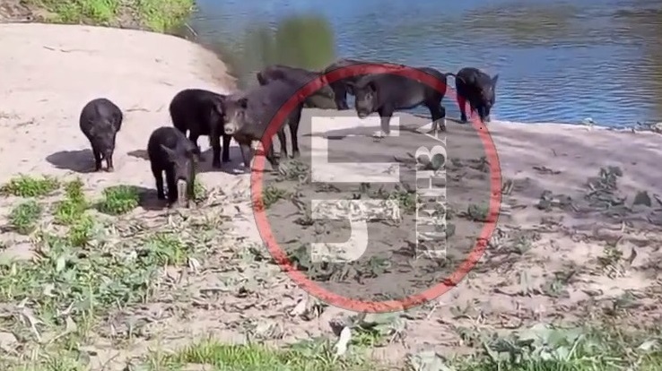 Кабаны облюбовали пляж Сурского водохранилища в Пензе