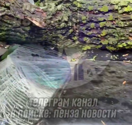 В Пензе на припаркованную «пятнашку» рухнул огромный сук