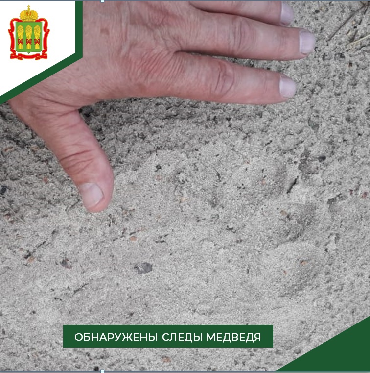 Медведь снова бродит по Пензенской области: в Земетчинском районе нашли следы