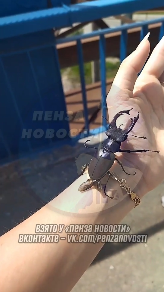 Олени и носороги: редкие жуки-исполины появились в Пензе