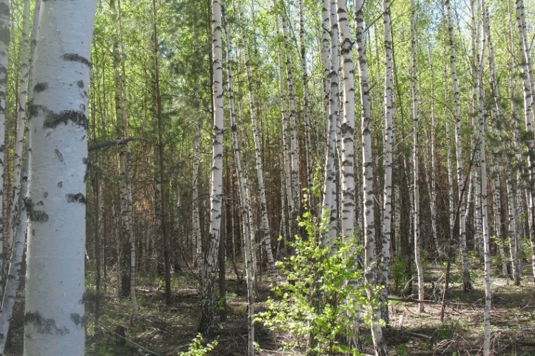 Более 120 га сельхозземли заросло сорняком в Наровчатском районе
