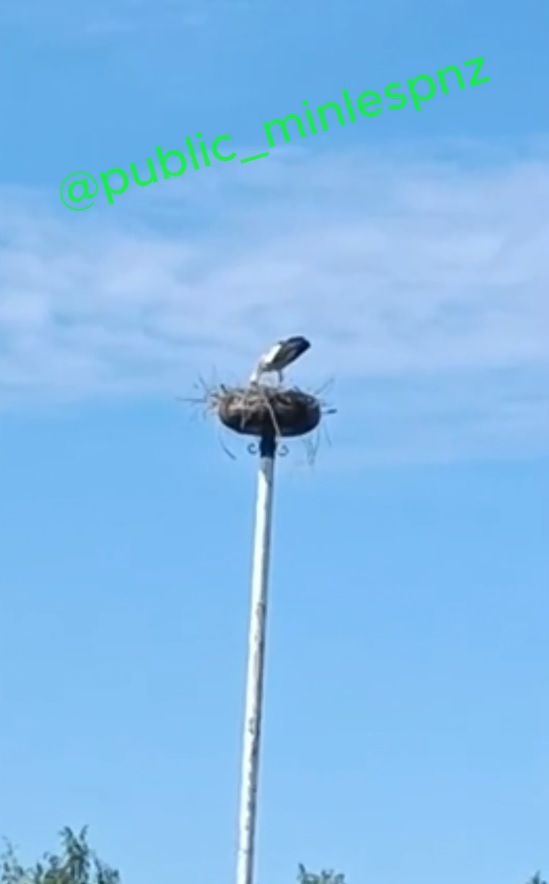 В Бековском районе впервые замечено гнездо белого аиста прямо в центре села