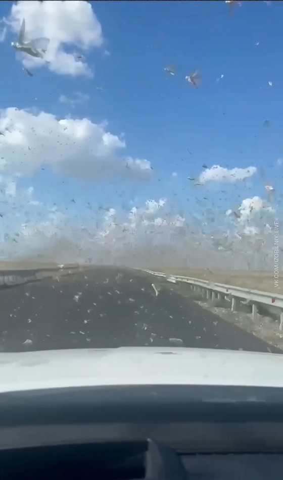 Саранча атакует юг России: насколько близка угроза Пензенской области