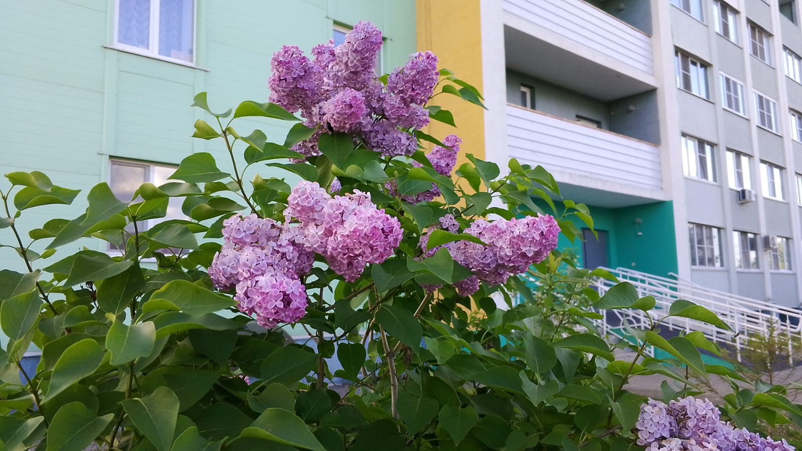 В Пензе зафиксирован пик активности пыльцы: аллергикам советуют быть начеку