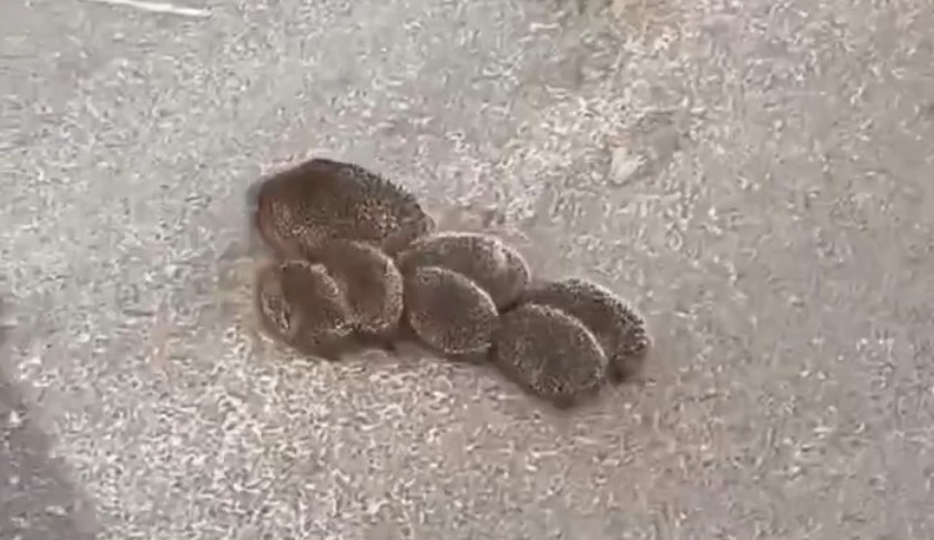 Милое видео с ежихой и ежатами покорило пензенский интернет