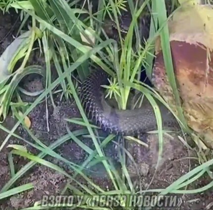 Под Пензой снова заметили гадюку