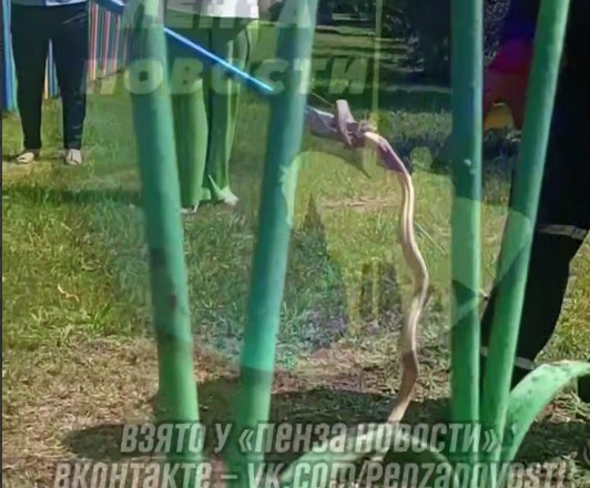 Спасатели отловили змею у детского сада в Пензе