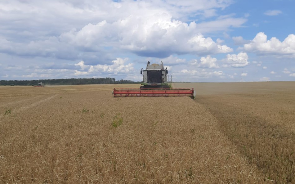 Первые гектары озимой пшеницы убраны в Кузнецком районе