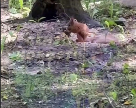 Белки в Пензе могут быть опасны: горожанам стоит помнить о бешенстве