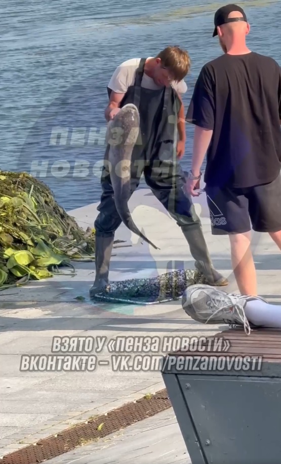 В центре Пензы у «Ростка» выловили гигантскую рыбу: видео впечатлило горожан