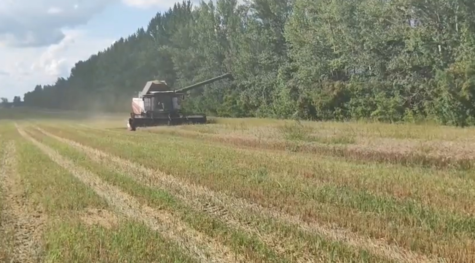 Сердобские аграрии начали уборку озимых: ожидается хороший урожай
