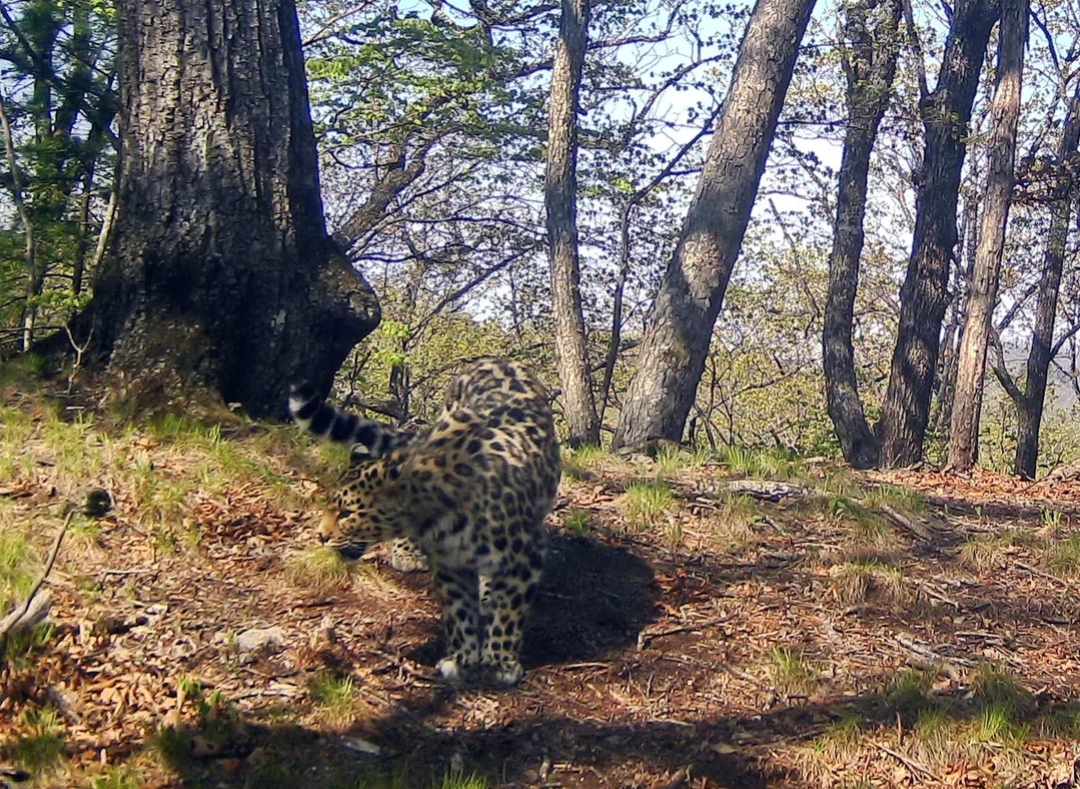 Дальневосточному леопарду выбрали имя