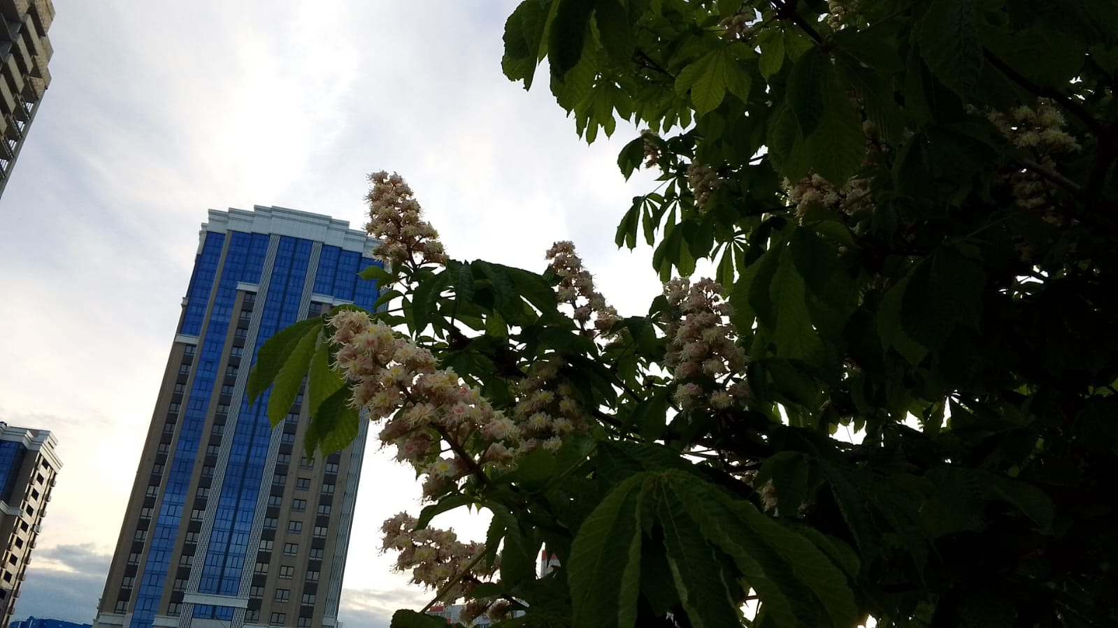 Упавшее дерево перекрыло выезд с улицы Пермской в Пензе