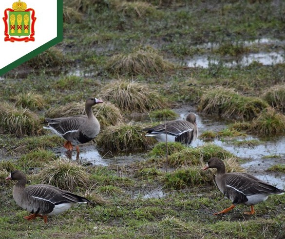 С 6 июля в Пензенской области стартовала выдача разрешений на охоту с собаками