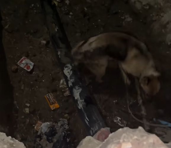 Собака провалилась в яму для ремонта водопровода в Сурске