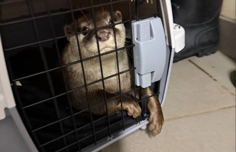 В океанариуме Пензы честно рассказали о судьбе выдры Тони, получившей травму