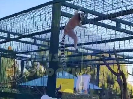 Лемур в Пензенском зоопарке предпочел свободу печенькам