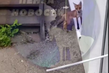 Бесстрашная лиса пытается проникнуть в дом в центре Пензы