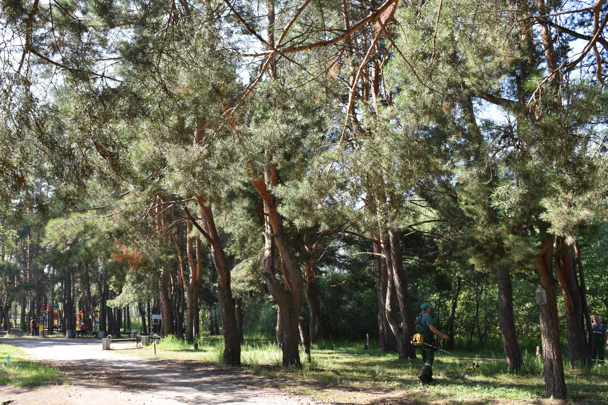 В пензенском сквере «Семейный» не будет асфальтированных дорожек