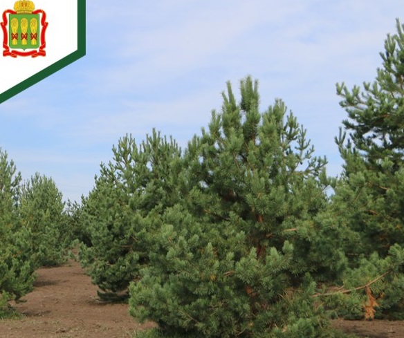 Урожай шишек с 13 полей оценили лесоводы в Кузнецком лесничестве