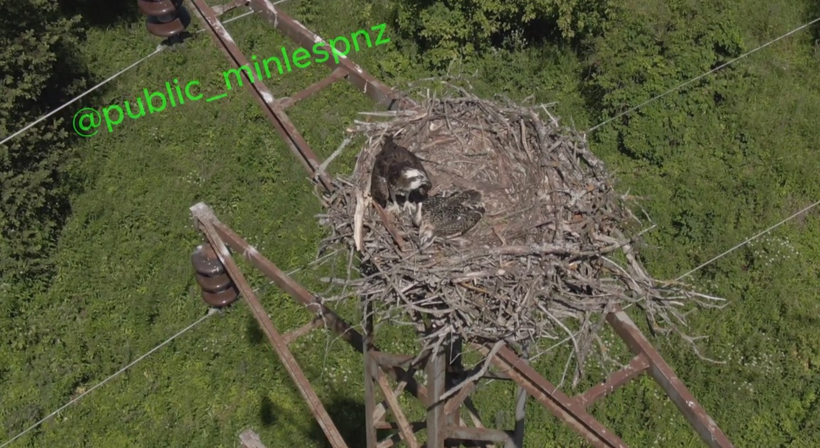 Редкая скопа вывела птенца в Пензенской области